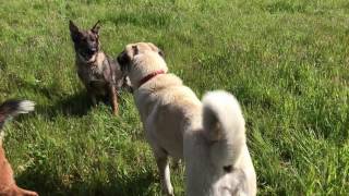 Kangal vs German Shepherd [upl. by Nyrehtac]