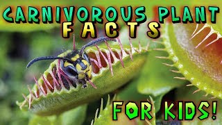 Carnivorous Plant Facts for Kids [upl. by Argent]