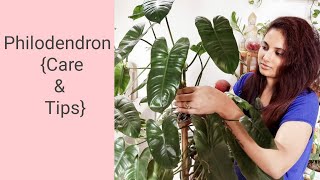 Philodendron Care and Tips Philodendron Hederaceum Indoor Plants [upl. by Meekah902]