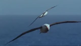 Albatross Different Species [upl. by Llewellyn574]