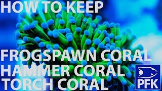 How to take care of Torch Hammer and frogspawn coral  Euphyllia genus [upl. by Viddah771]