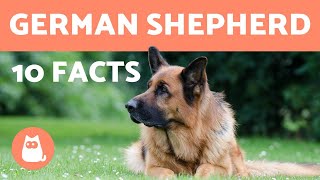 10 German Shepherd Facts  Their History and More [upl. by Ahsilam605]