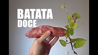 FAÇA A BATATA DOCE BROTAR DESSA FORMA [upl. by Torras]