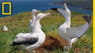 Albatrosses LifeLong Bond Begins With Elaborate Courtship – Ep 3  Wildlife Resurrection Island [upl. by Ahsyek875]