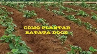 Como plantar BATATA DOCE  Parte 1 [upl. by Mcclenaghan]