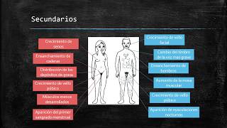 Caracteres sexuales primarios y secundarios [upl. by Enelrad]