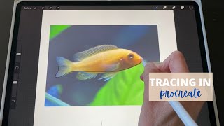 Tracing a photo in Procreate how To step by step Tutorial [upl. by Neelon]