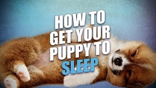 How To Get A Puppy To Sleep Through the Night [upl. by Gelman850]