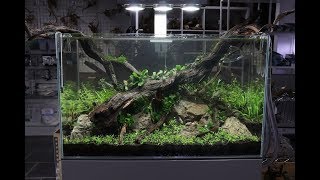 Nature Aquarium Aquascape Tutorial  The ADA Way By Aquarium Gardens [upl. by Atiekal]