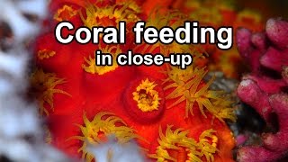 Coral feeding in closeup [upl. by Iene]