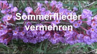 Sommerflieder vermehren Ableger Stecklinge machen Buddleja Schmetterlingsflieder [upl. by Kauffman]