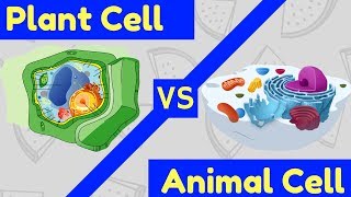 Plant Cell vs Animal Cell  3 Key Differences [upl. by Eniamrehs432]