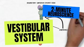 2Minute Neuroscience Vestibular System [upl. by Rakabuba877]