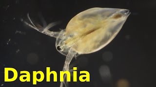 Daphnia [upl. by Stutman258]