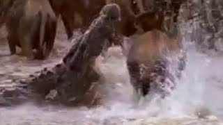 Crocodiles vs Wildebeest  BBC Studios [upl. by Rabbi]