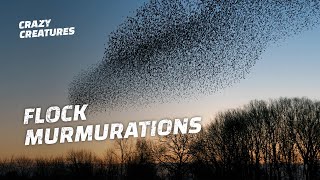 Why Do Starlings Flock in Murmurations [upl. by Ellehc]