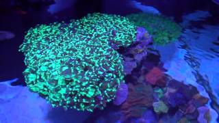 Lets talk about Frogspawn one of my favorite corals [upl. by Ecaidnac397]