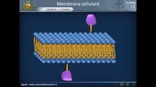 Membrana cellulare  Struttura [upl. by Yema931]