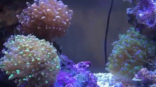 Frogspawn Coral Flow [upl. by Atteynad]