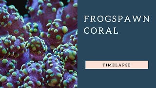 Frogspawn Coral Time Lapse [upl. by Aneala]