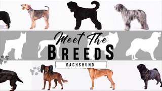 Meet the Breeds Dachshund [upl. by Wentworth]