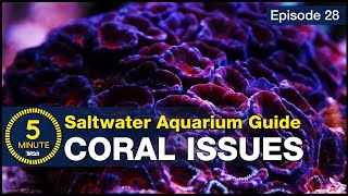 Are your corals dying The four causes and solutions for saving your corals and reef tank [upl. by Ytte221]