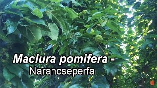 Maclura pomifera  Narancseperfa [upl. by Ayikahs]