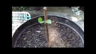 How To Grow Fruit Trees From Cuttings By Rick Gunter [upl. by Turnheim158]