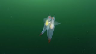 Rare footage shows sea angels mating dance in Arctic Ocean [upl. by Ylloj]