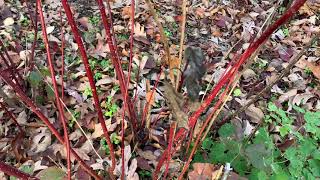 RedTwig Dogwood Plant Profile [upl. by Xineohp746]