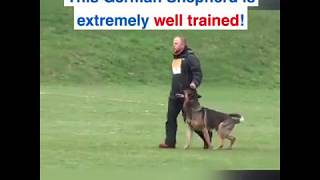 BEST TRAINED GERMAN SHEPHERDDOG [upl. by Cherey817]