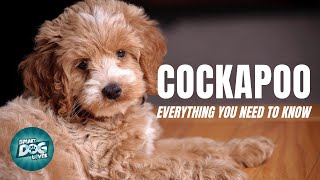 Cockapoo Dog Breed Guide  Dogs 101  Cockapoo [upl. by Eseuqram950]