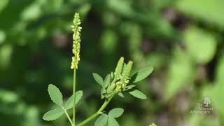 How to identify yellow sweet clover Melilotus officinalis [upl. by Dorolice977]