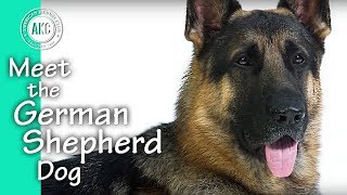 Meet The German Shepherd Dog [upl. by Kelli351]