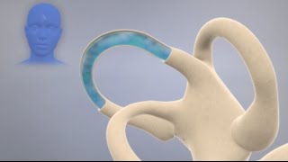 How the Inner Ear Balance System Works  Labyrinth Semicircular Canals [upl. by Cornelia810]