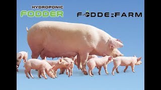 Hydroponic Fodder For Swine [upl. by Neiluj981]