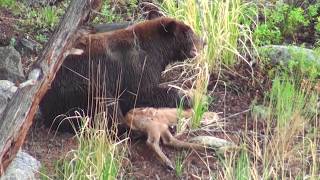 Bear eats elk calf alive  RAW uncut version  Yellowstone National Park [upl. by Arv]