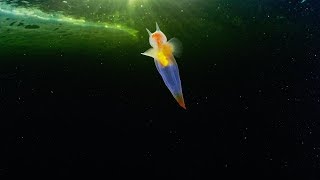 Rare Sea Angel Spotted Off Russian Coast [upl. by Schaefer]