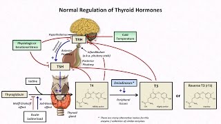 Thyroid Hormones and Thyroid Function Tests [upl. by Dunn958]