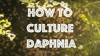 How To Culture Daphnia Magna [upl. by Theressa]