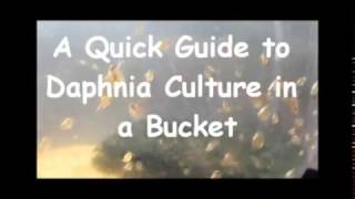 How to culture daphnia outside [upl. by Watkins543]