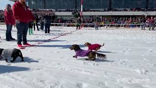 Skijoring at Canterbury Park [upl. by Fem]