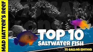 Top 10 Saltwater Fish for a 75 gallon Reef Tank [upl. by Nylzaj]