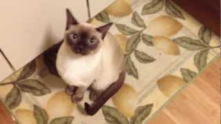 My tonkinese cat sounds like an alien [upl. by Electra]