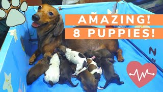 DACHSHUND GIVING BIRTH TO 8 PUPPIES Record breaking [upl. by Raval]