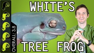 Whites Tree Frog The Best Pet Amphibian [upl. by Nylarad]