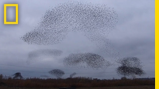 Watch Starlings Fly in Mesmerizing ShapeShifting Cloud Formation  National Geographic [upl. by Rheinlander]