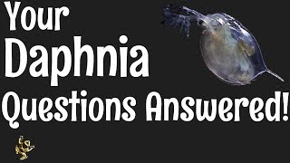 Daphnia Questions Answered [upl. by Ardnuas]