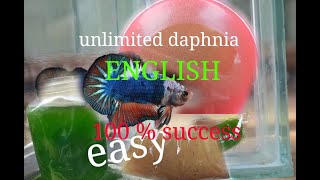 daphnia moina culture Easy way Unlimited production English  with sub Green water Chlorella [upl. by Lenna]