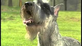 Standard Schnauzer  AKC Dog Breed Series [upl. by Aristotle]